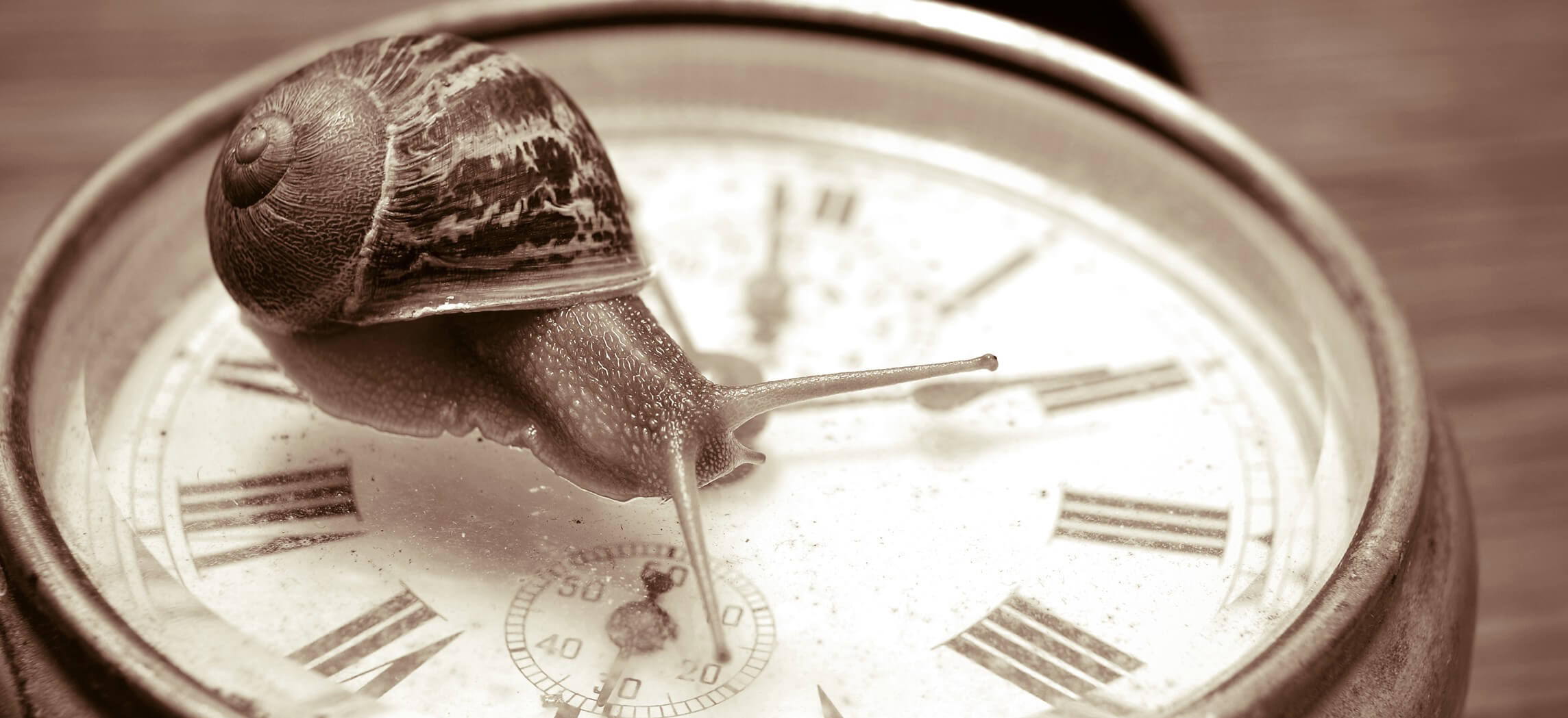 a snail on a clock